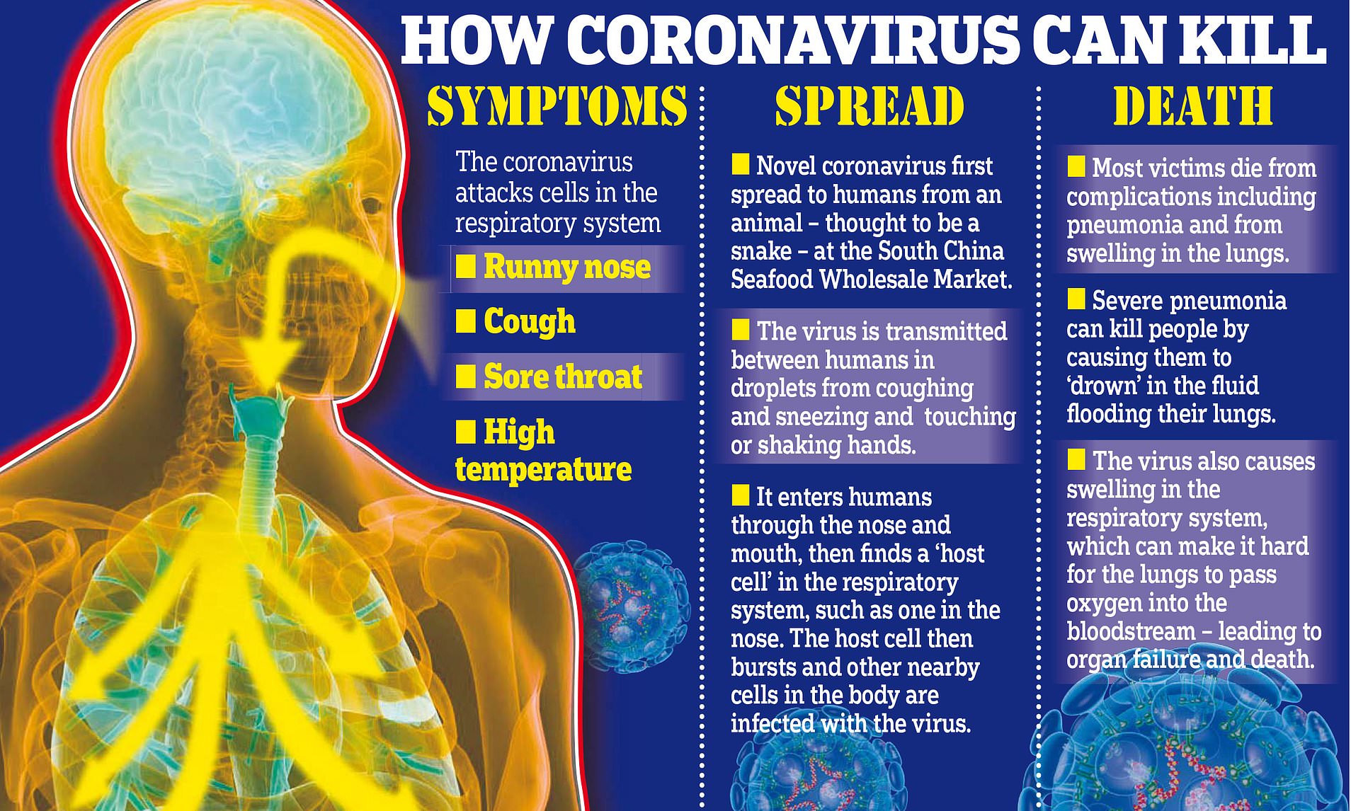 Coronavirus: 4 Deathful Damages to Body By COVID-19